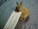  Cvičený králík otvírá dopis 