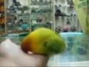  Papoušek imituje erotické filmy 
