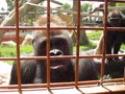  Gorilí fascinace housenkou 