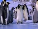  Nemotorní tučňáci 