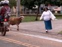  Rozzuřená koza útočí na chodce 