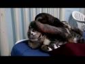  Kočka se nechá drbat od lenochoda 