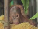  Orangutaní mimino 