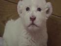  Roztomilé mládě bílého lva se snaží řvát 