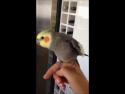  Dubstep papoušek 