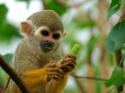  Opička učí lidi mačkat listí 