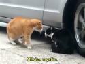  Kočičí milenecká hádka 