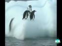  Nemotorní tučňáci #2 