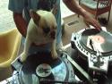  Pes je lepší DJ než člověk 