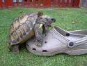  Soulož želvy s botou 