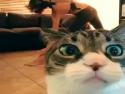  Kočka zkazí video jogínky 