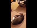      Kočka hraje mrtvou     