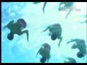  Synchronizované plavání - Led Zeppelin 