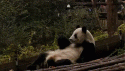  GALERIE - Dávka pandích GIFů 