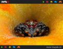  GALERIE - Děsivá pavoučí očka 