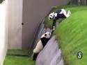  Opilá panda si dala do čumáku 