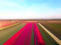  Holandsko - Tulipánová pole 