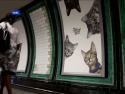  Kočičí fotky ovládly londýnské metro! 