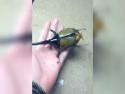  Brouk, nebo letadlo? 