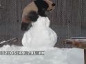  Panda si hraje se sněhulákem 