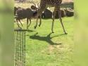  Antilopa se nepohodla se žirafou 