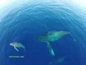  Úžasné záběry delfínů z dronu 