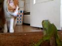  Kočka vs. leguán 