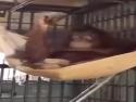  Orangutan si vyrobil závěsnou postel 