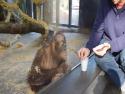 Orangutan a kouzlo 