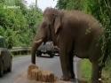        Slon krade seno       