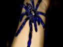  Pěkná modrá tarantule 