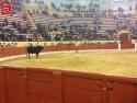  Člověk vs. býk v Portugalsku #54 