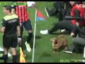        Pes naruší fotbalový zápas       