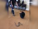  Trénink odchytu hadů 