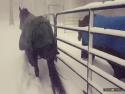  Koně vs. sníh 