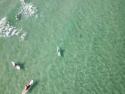  Dron nad Floridou natočil žraloka 