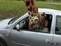        Setkání s žirafou       