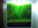      Autonomní akvárium bez filtrů     