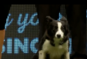  Finále Crufts Agility 2018 
