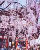  GALERIE - Nezaměnitelné kouzlo třešní v Japonsku 