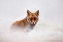  GALERIE – Divoké lišky ve sněhu 