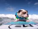  Příprava psa na Mistrovství psů v surfingu 