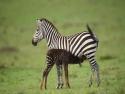  Puntíkovaná zebra 