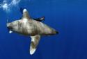        GALERIE - Podvodní fotografie žraloků       