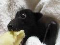       Zachráněné zvířátko si dává banán       