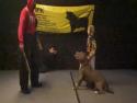      Pitbull poslouchá 9letého chlapce   