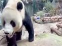      Panda a její reakce na lidi     