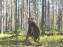      Boj dvou medvědů v přírodě     