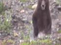      Medvěd grizzly běží proti oběti      