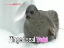      Tuleň Yuki     